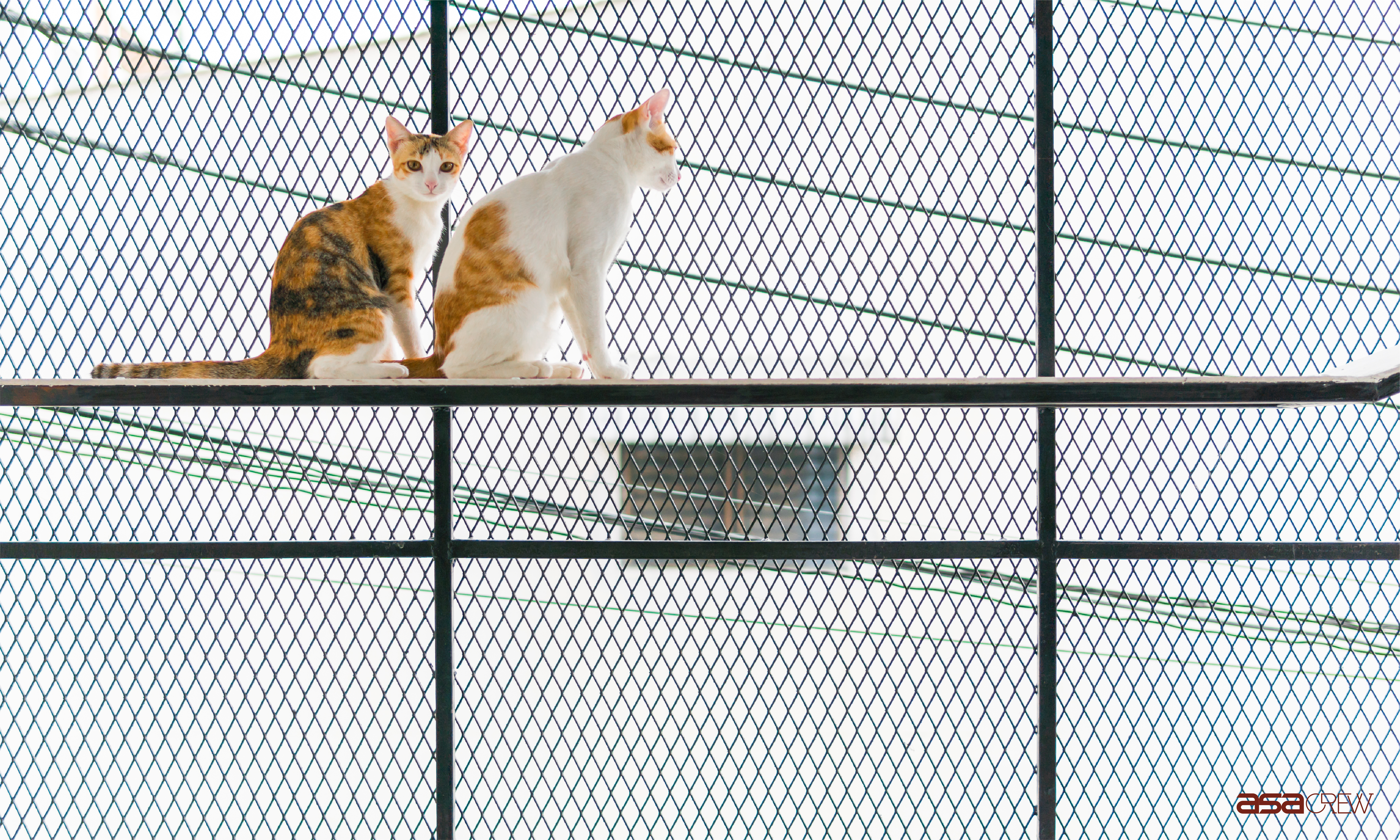 Baan Cats 2018 หลากหลายมุมเหม่อกลางอากาศ กับการกลับมารักกันใหม่ของหมู่แมว